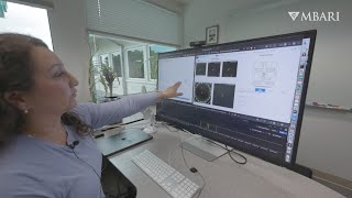 How MBARI software engineers help scientists visualize data about the ocean carbon cycle