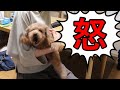 いつも温厚な犬が激怒しました。【トイプードル】