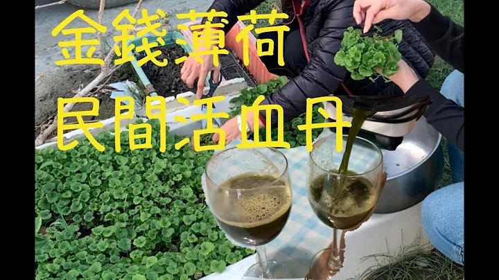 「民間活血丹」金錢薄荷：提神醒腦 清熱解毒｜認識身邊草 田間中草藥｜老一輩人的生活智慧 - 天天要聞