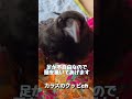 あまったれカラスの頭を掻くのをやめたときの反応がこちら2022/7/22撮影
