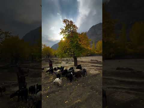 Nature beauty #shorts #viralvideo