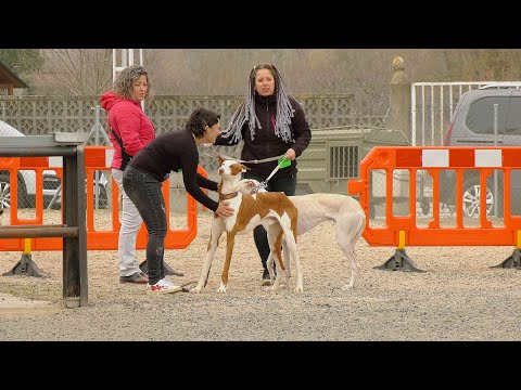 Éxito de participación en el 42ª Feria de Perros de Caza con más de 600 ejemplares