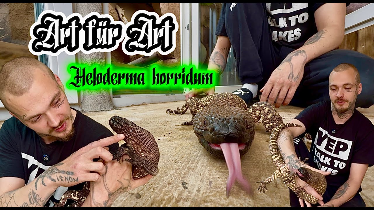 Art für Art - Heloderma horridum