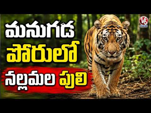 Nallamala Forest Tigers Struggle for Survival | V6 News - V6NEWSTELUGU