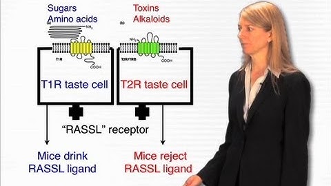 Taste genes - Cori Bargmann (Rockefeller/HHMI)