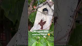 Love the swallows 🥰🥰🫶 #birdsounds #birds #swallowbird #birdlovers #shorts
