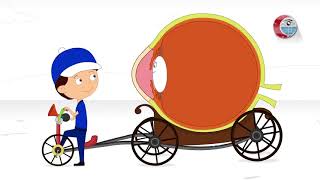 شرح أجزاء العين