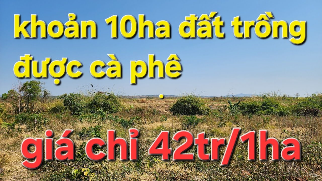 (Đã bán)Chỉ 42tr/1ha .đất trồng được cà phê. Cách tỉnh lộ 665 chỉ 900m