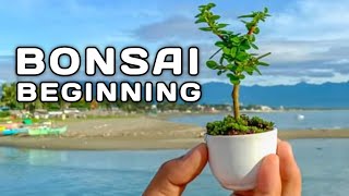 HOW to Plant BONSAI? Journey of Argao Taiwan. Step by Step procedure by @Master Beetwo sersam TV