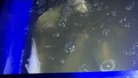 Nước Hôm Nay Lên Đẹp tranh thủ đi kiếm cá ăn các b ơi