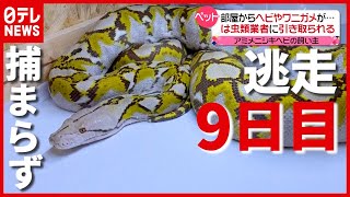 飼い主の部屋には“ワニガメ”も…「巨大ニシキヘビ」逃走から９日目　神奈川・横浜（2021年5月14日放送「news every.」より）