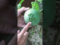Cách khắc chữ trên dưa | How to engrave words on melon