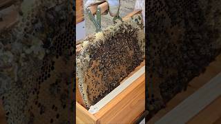 Giving a smaller bee colony a new hive. #honeybees #fyp #beekeeping #interesting