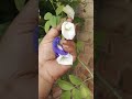 अपराजिता के महत्व #वास्तु शास्त्र के अनुसार