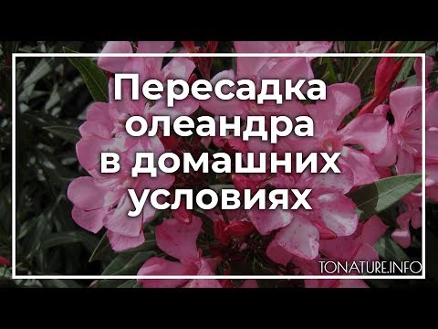 Пересадка олеандра в домашних условиях