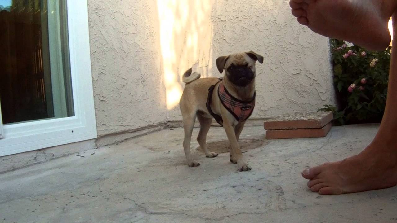 GoPro | Pug