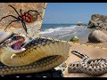 Генеральские пляжи, змеи, пауки, сколопендры. General's beaches Snakes scolopendra spiders.