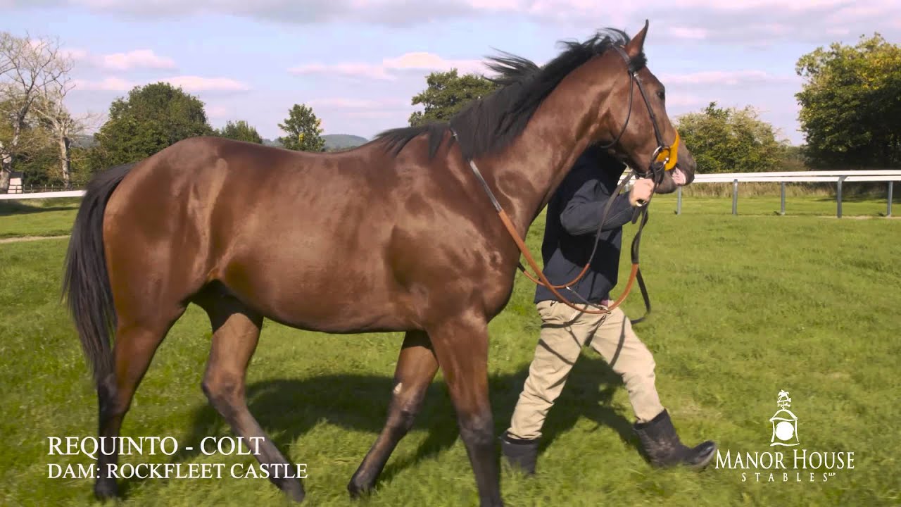 Requinto ex Rockfleet Castle