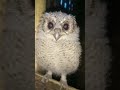 🦉 owl#shorts