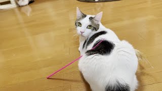キョロキョロと探す鈍感な猫
