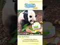 A Heartwarming Glimpse Into Pandas' Birthday Party | iPanda #shorts