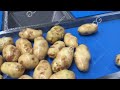 Factory Use Potato Washing Peeling Machine