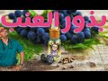 سر بذور العنب