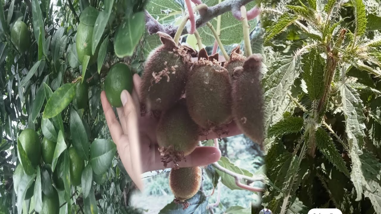 गाउँको अर्गानिक भ्लग ❤️❤️