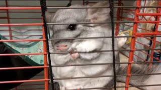 Шиншилла. Что за зверек такой? Chinchilla