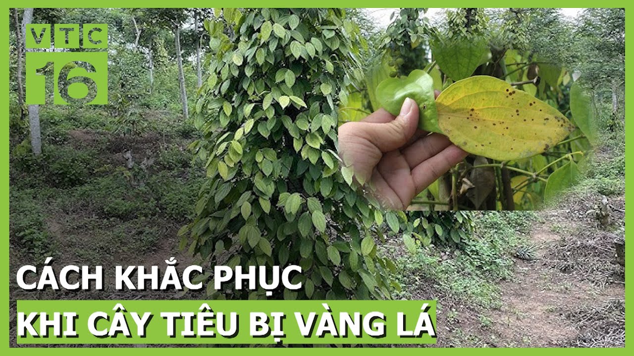 Cách khắc phục khi cây tiêu bị vàng lá, không rụng bông | VTC16
