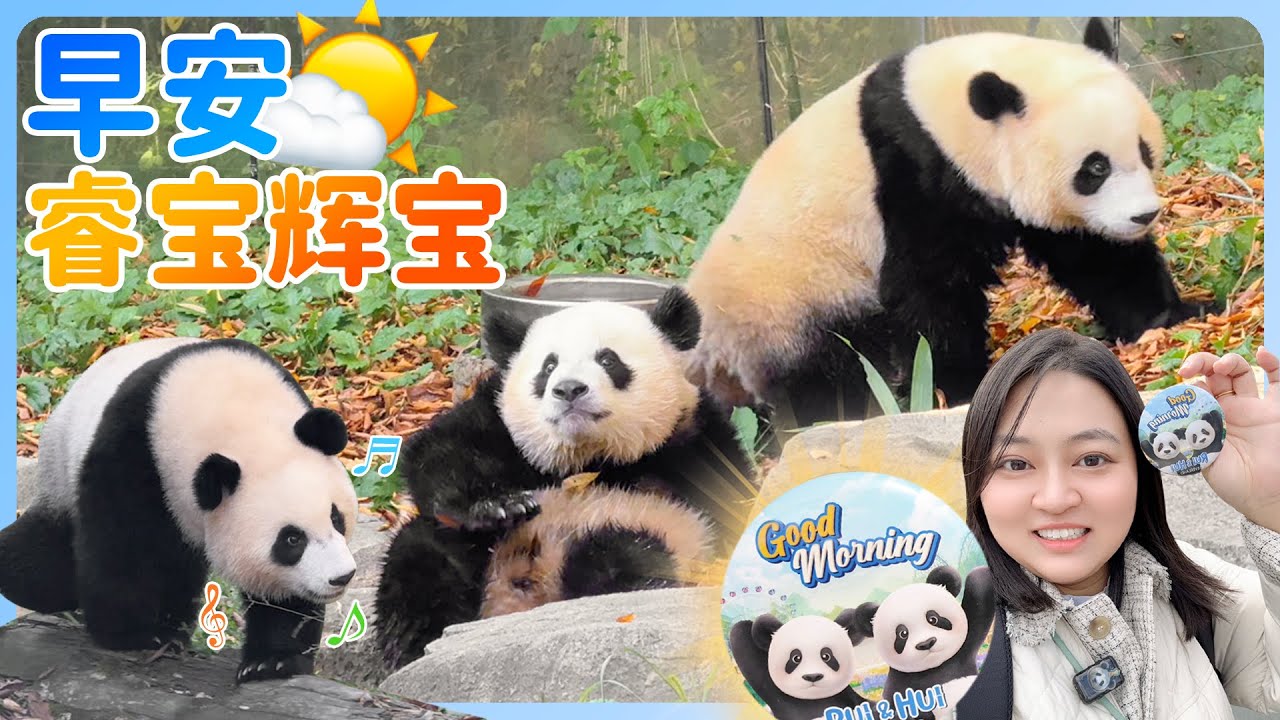 🐼☀️早安睿宝辉宝活动 爱宝乐园幸福满满的早晨 爱宝经营咖啡店请大家吃了热乎乎的早餐☕️大熊猫们浪漫温暖的秋天🍂👨‍🌾#大熊貓輝寶睿寶#大熊貓愛寶#愛寶樂園 #輝寶 #睿寶 #韓國旅遊 #panda