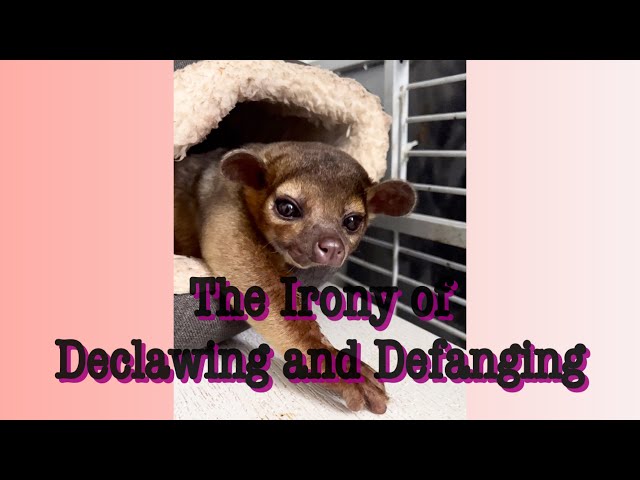 The Irony of Declawing and Defanging a Kinkajou class=