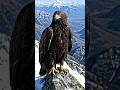 Eagle 🦅...#eagle #birds #wildlife
