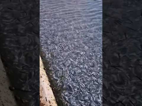 Thousands of Dead
