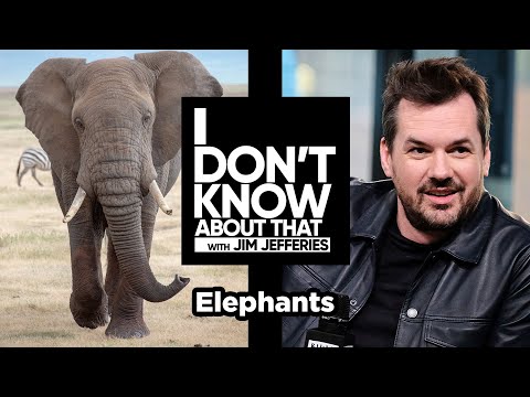 Elephants | I Don’t Know About That with Jim Jefferies