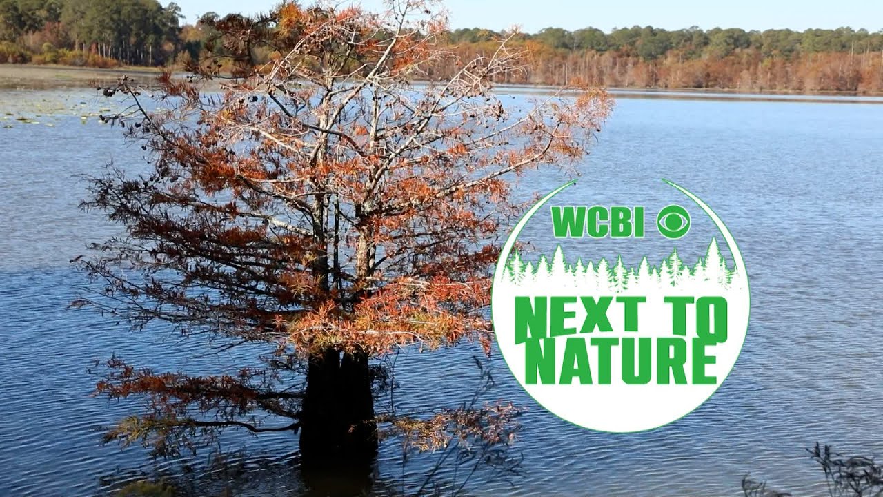 Next To Nature (Garden Spider) - 09/27/2023