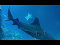 2nd Largest Aquarium in The World Singapore 2025 Walking Tour With Raja Haider