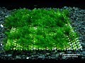 Выращиваем ковер яванского мха на сетке/ Grow a carpet of Java moss on the mesh