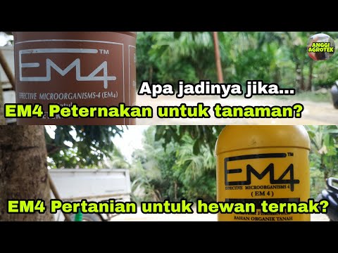 Bisakah EM4 Peternakan untuk pertanian? | Manfaat EM4 Pertanian dan EM4 Peternakan