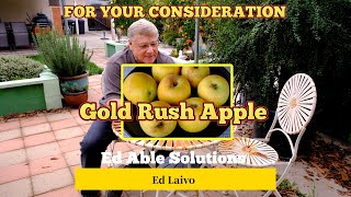 Gold Rush Apple For Your Consideration, A Disease Resistant Apple  Selection With Outstanding Flavor