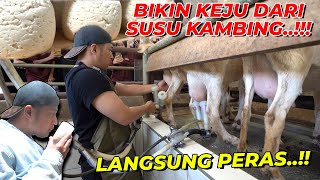 PERTAMA DI INDONESIA..!! KEJU DARI SUSU KAMBING !!