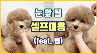 강아지 셀프미용/Puppy self beauty/집에서도 쉽고 간단한 눈앞털 정리하기