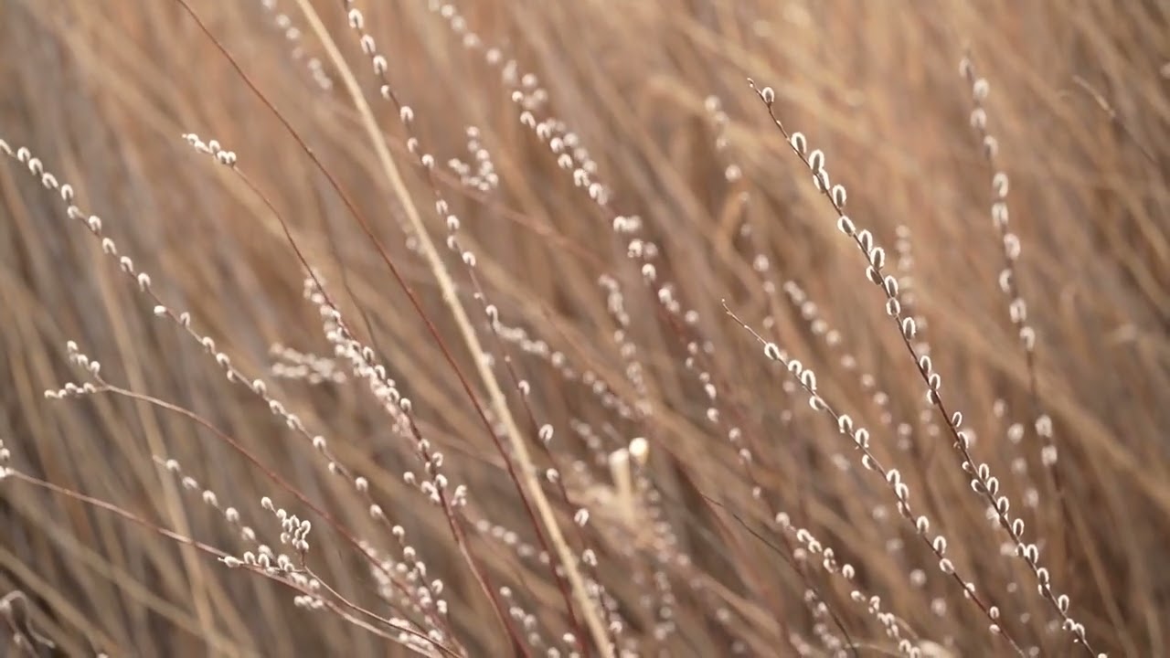 Gentle Wind Moving Tree Branches - Calming Silent Nature Video