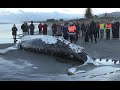 Amazing barnacles on Beached Whale