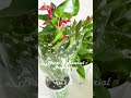 식물준비 &amp; 재료준비, Plants &amp; Material Preparation #Anthurium #Syngonium podophyllum