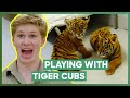 Robert irwin plays with three tiger cubs  crikey its the irwins