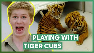 Robert Irwin Plays With Three Tiger Cubs! | Crikey! It's The Irwins