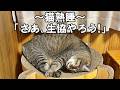 猫が熟睡してる間に生協のメニュー決めをしようしたら、まさかのこうなりました【元野良猫ピースケ】