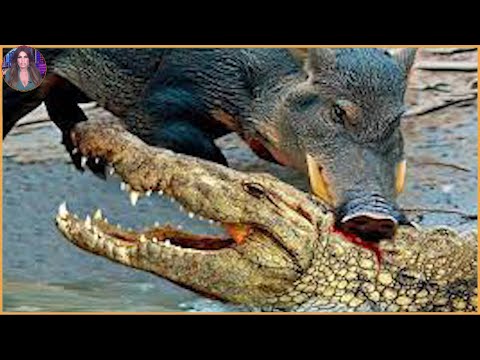 The 10 Incredible Wild Boar Battles And Brutal Attacks
