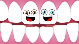 We're Your Teeth! | KLT Anatomy